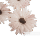 'Lucia' Vintage 1950's Double Layered 8cm Silk Daisy Heads - Set of 3