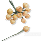 'Chelsea' Vintage Miniature Onions - 12 Stems