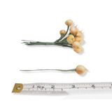 'Chelsea' Vintage Miniature Onions - 12 Stems