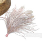 Ostrich & Stripped Coque Feather Mount