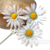 'Himari' Vintage 1950/60s Wired Japanese Daisy Flowers - 3 stems