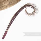 Double Burnt, Curled & Dyed Pheasant Feather Hat Mount